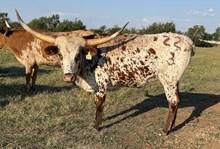 022/3 BUBBAS CROWN 54/9 X COM