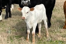 RJF REBEL'S LADY LILLIE 304
