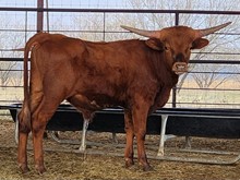 DEL CHARRO X HR REBEL BANG BULL CALF
