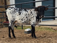 Del Charro x TLS Speckled Diamond