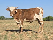 WF PAINTED LILY X JAMMIN TEX - TAG 1769