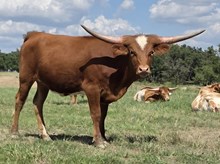 WL JAMMIN RIO x SOR SUPER DUTY  24