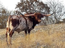 MN Charro's  Playboy Angel