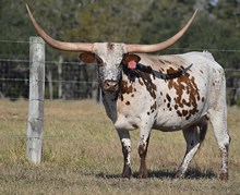 RJF FRONTIER WOMAN 208