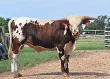 JAMMIN TEX X RM OK LADY PAT 555