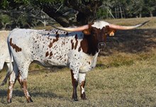 RJF IMPRESSIVE MISS 316