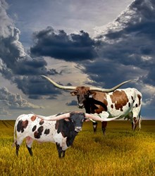 3A- TKR ROYAL TUFFETTE X IRONMAN HR EMBRYO PREGNAN