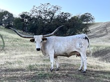 HR CALICHE BELLE (BUTLER COW)