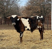 CV Hercules x HR Rebs Brownie Tag 409