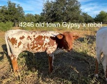 OLD TOWN GYPSY BCB X REBEL HR - TAG 4246