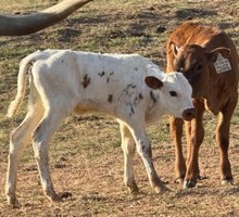JAMMIN TEX X HELM MOCHA QUEEN (H)  TAG 508