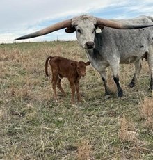 JAMMIN TEX X TCR KIMBER (H) TAG 520