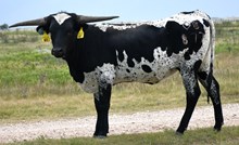 DB Prom's Allegra Heifer