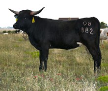DB Prom's Celia Heifer