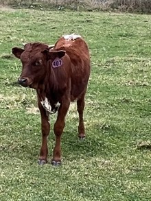 Heifer 407