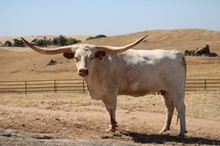 BANDITA BLANCA CB