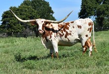 ALLENS DIXIE CHICK 1298