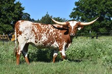 Bluebonnet Penny