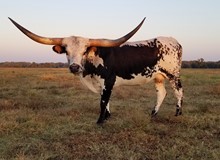 HR CASINO BELLE II (BUTLER COW)