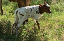 CHEROKEE HR X HELM MISS IMPRESSIVE 512 (H) Tag 316