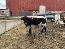 Hubbells Grace steer calf