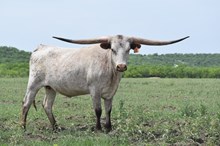 6CR REBEL KAT
