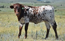 JAMMIN TEX  X JBR ISADORA Tag 301