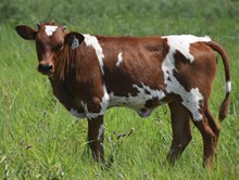 ALLENS DIXIE CHICK X WARRIOR HR (H)