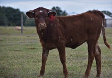 JAMMIN TEX X RJF SNOWTIME 946 Tag 216