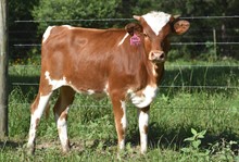 RJF LADY GODIVA 238