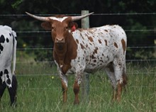 RJF RURAL ROMANCE 206