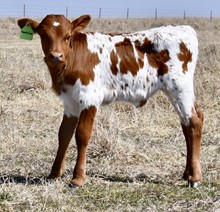 ECLIPSE  X DANDELION bull