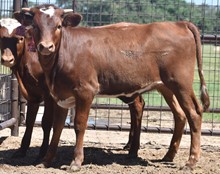 RJF JAMBOREE 250