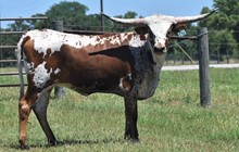 RJF Bling Cha-Ching 136