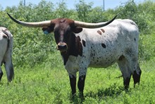 BR Aramora