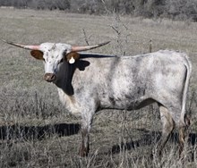 Pacific Lupin x REBEL HR - Tag 1752