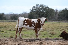 Commando Rose Heifer 2025