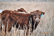 2021 JUANETA BULL CALF