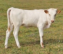 Walking After Midnight