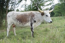 HR CALICHE CASS (BUTLER COW)