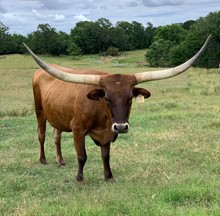 HR CASH OUT (BUTLER COW)