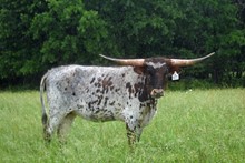 HR Cowboys Rescue