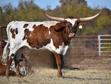 HR COWBOYS SHIELD