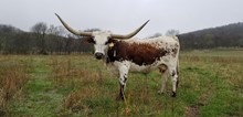 HR PAIR OF ACES (BUTLER COW)
