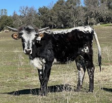 SLL HYPNOTIZE (BUTLER COW)