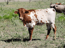 2022 REBEL WHIZZY HEIFER