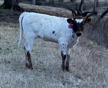 #133 BUX REBEL X 20G GLORY