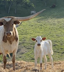 4/8/25 HIGH PRIORITY H