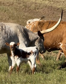 4/26/25 HYDRO CAT BC