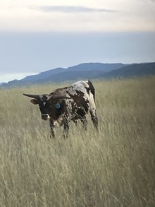 Bull 265